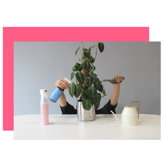 홈페이지 식물관리 이미지