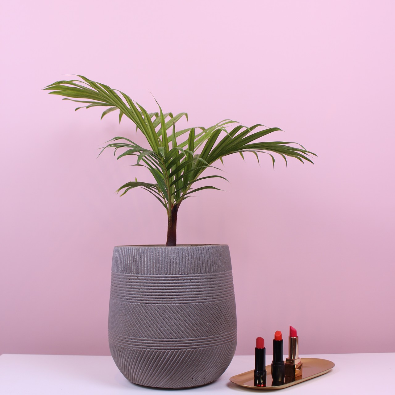 식물 렌탈 이미지