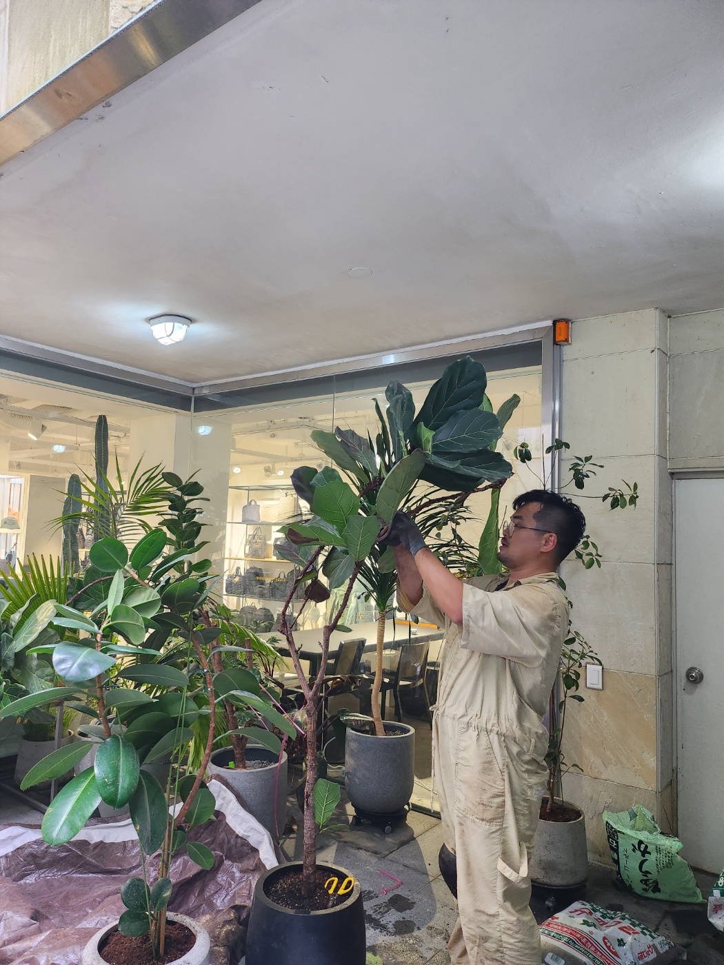 식물 정기 관리 이미지